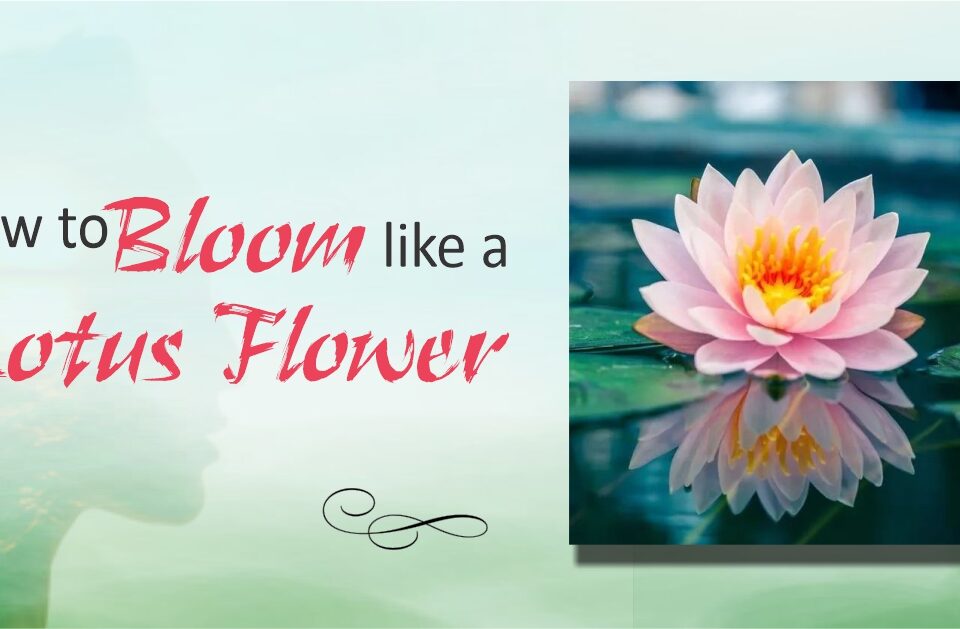 How to Bloom like a Lotus Flower